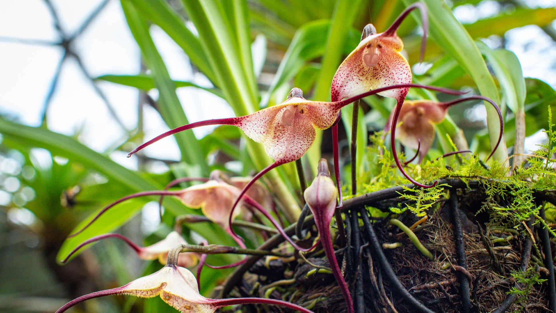 Monkey Face Orchid Flower Planting Seeds  Unique & Exotic Blooms for Your Garden