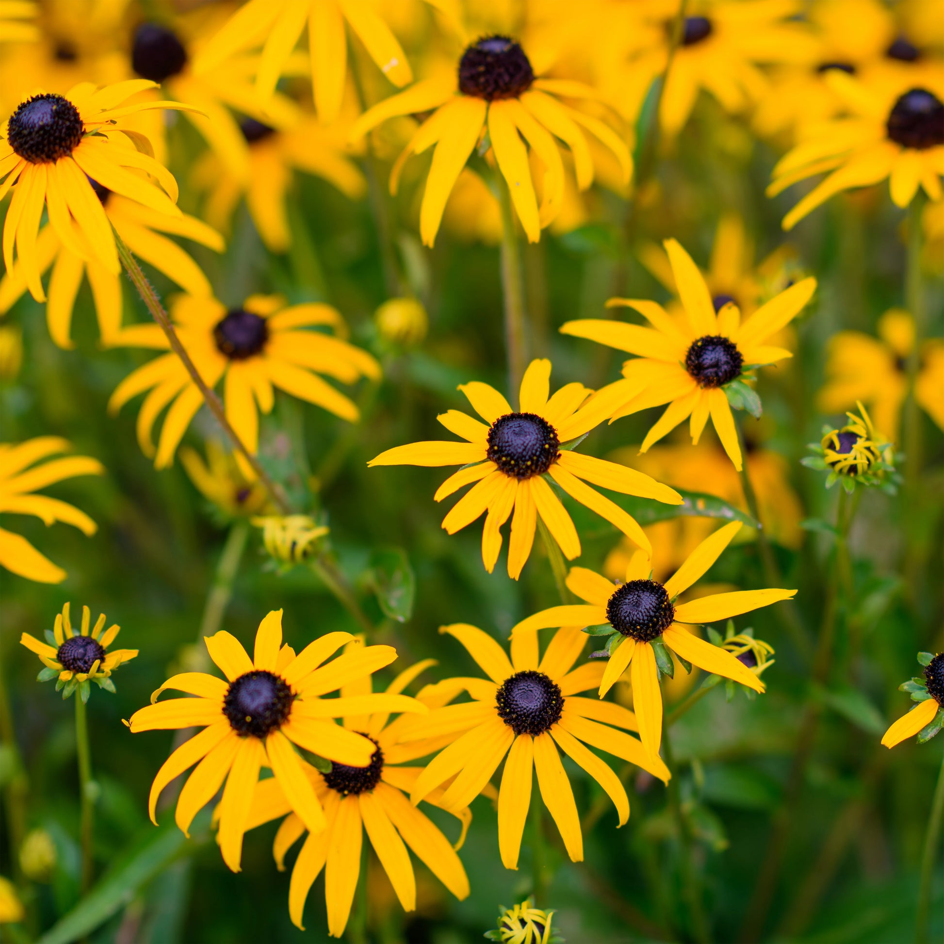 Yellow Fulgida Perennial Seeds Flower seeds for Planting - Seasonal Bloomer, Heirloom & GMO Free Seeds for Home Garden