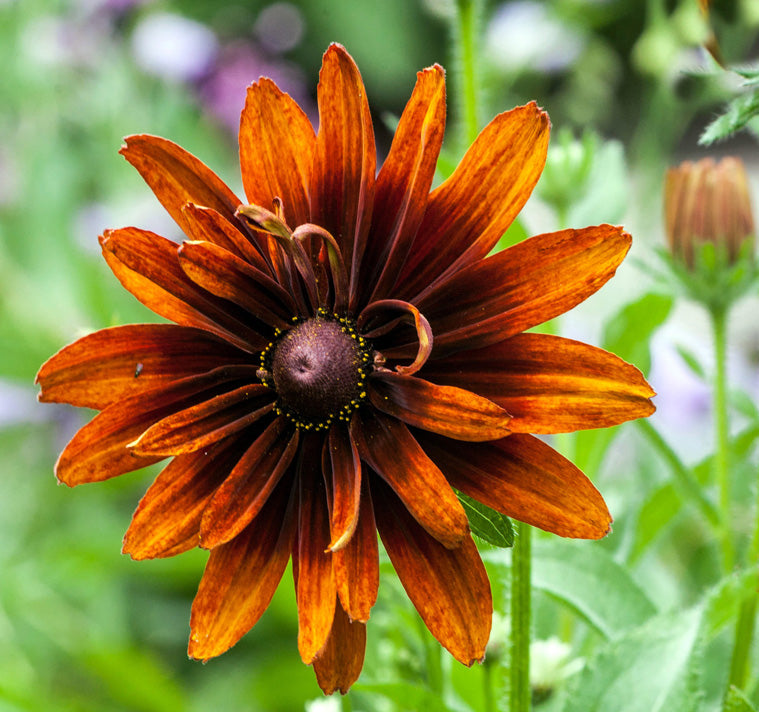 Orange Cappuccino Rudbeckia Flower seeds for Planting - Seasonal Bloomer, Heirloom & GMO Free Seeds for Home Garden