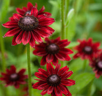 Cherry Brandy Rudbeckia Seeds for Planting flower bed