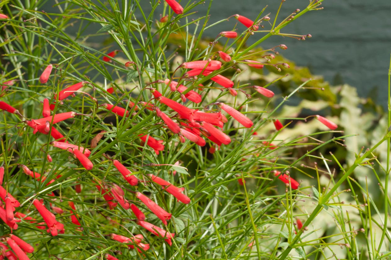Russelia Flower seeds for Planting - Hardy Variety, Heirloom & GMO Free Seeds for Home Garden