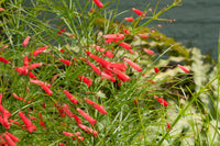 Russelia Flower seeds for Planting - Hardy Variety, Heirloom & GMO Free Seeds for Home Garden
