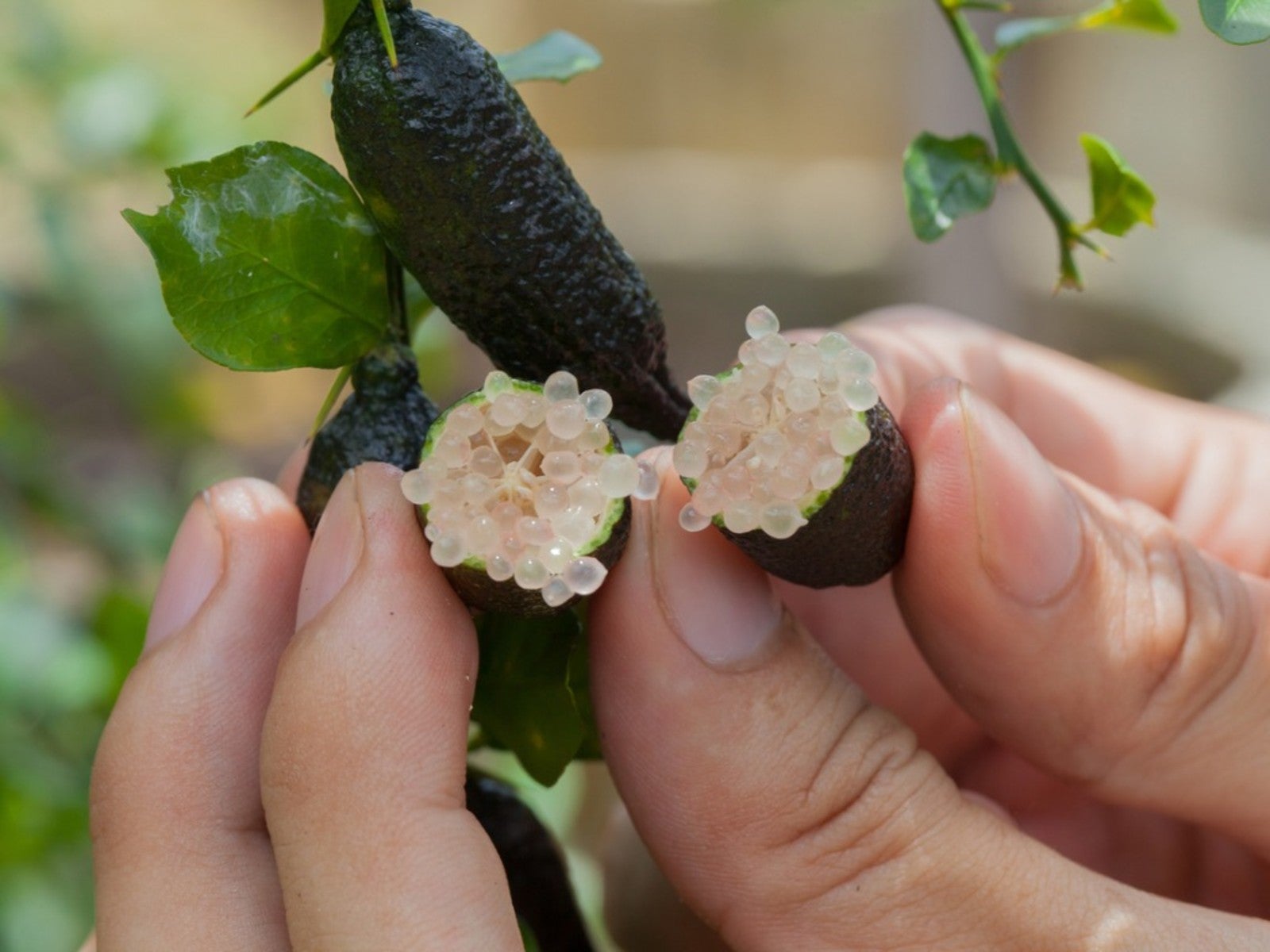 Finger Lime Seeds for Planting  Grow Your Own Unique Fruit!