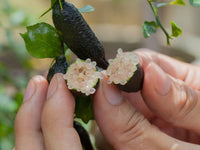 Finger Lime Seeds for Planting  Grow Your Own Unique Fruit!