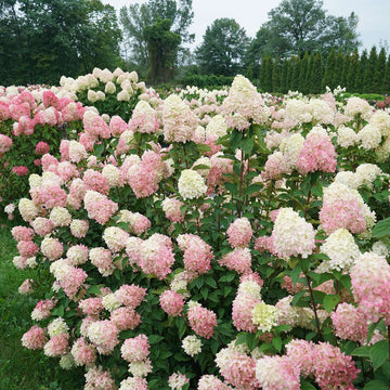 Hydrangea Paniculata Flower seeds for Planting - Low Maintenance, Heirloom & GMO Free Seeds for Home Garden