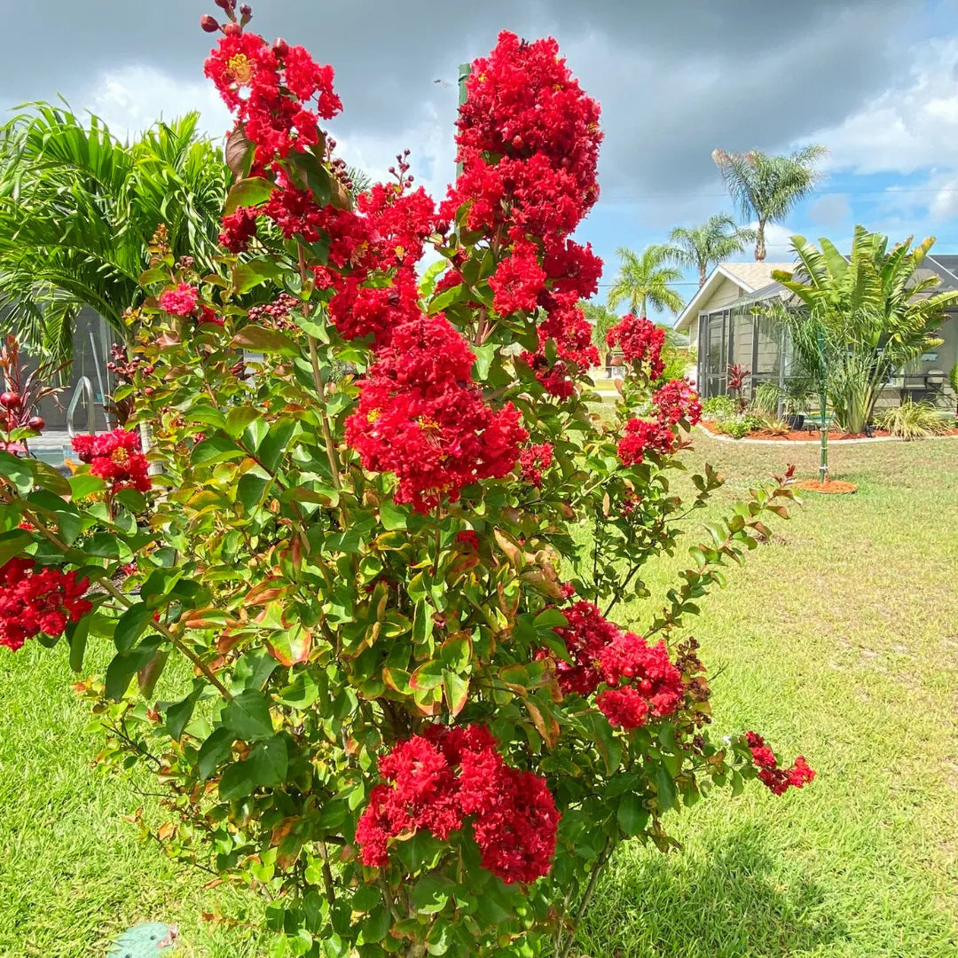 Crepe Myrtle Flower seeds for Planting - Premium Quality, Heirloom & GMO Free Seeds for Home Garden