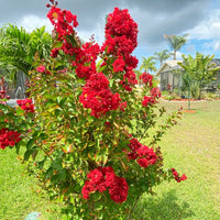 Crepe Myrtle Flower seeds for Planting - Premium Quality, Heirloom & GMO Free Seeds for Home Garden