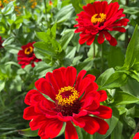 Light Red Zinnia Flower seeds for Planting Seasonal Bloomer Heirloom & GMO Free Seeds for Home Garden
