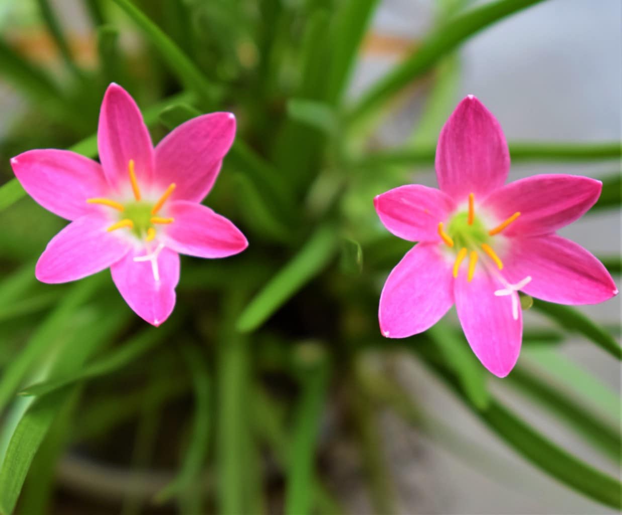 Lluvia Flower seeds for Planting - Cut Flower Favorite, Heirloom & GMO Free Seeds for Home Garden