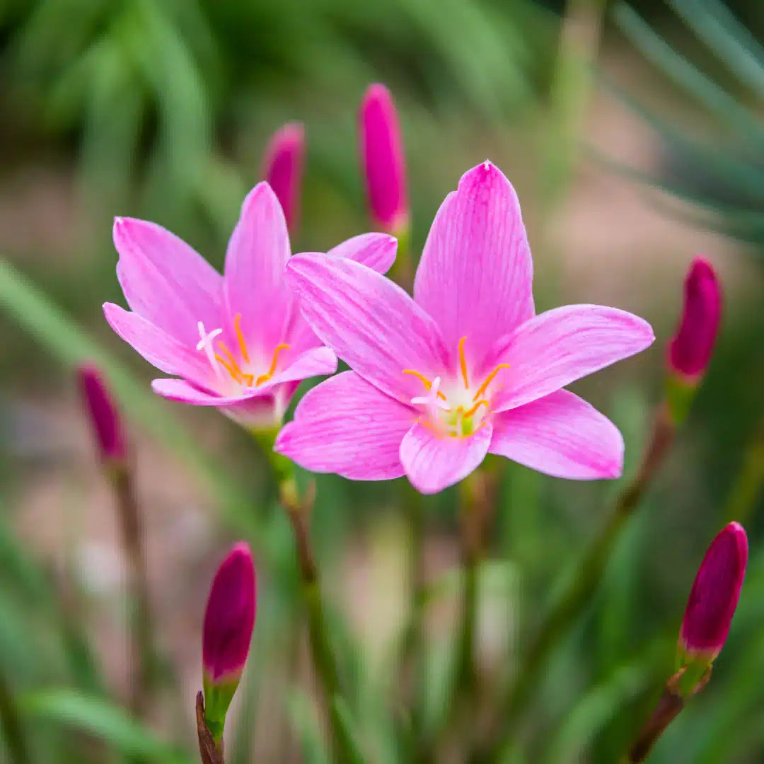 Zephyranthes Flower seeds for Planting - Cut Flower Favorite, Heirloom & GMO Free Seeds for Home Garden