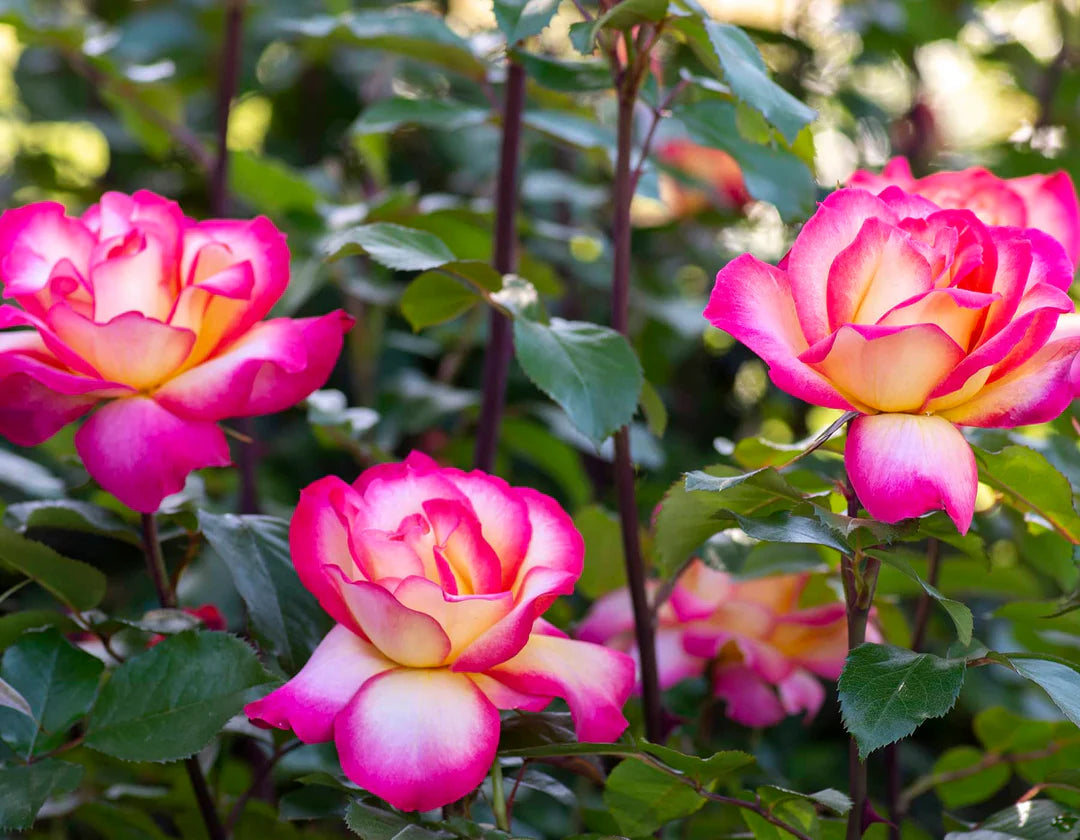 Sorbet Roses flower Planting Seeds for Floribunda