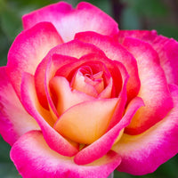 Sorbet Roses Floribunda Flower seeds for Planting Pollinator Friendly Heirloom & GMO Free Seeds for Home Garden