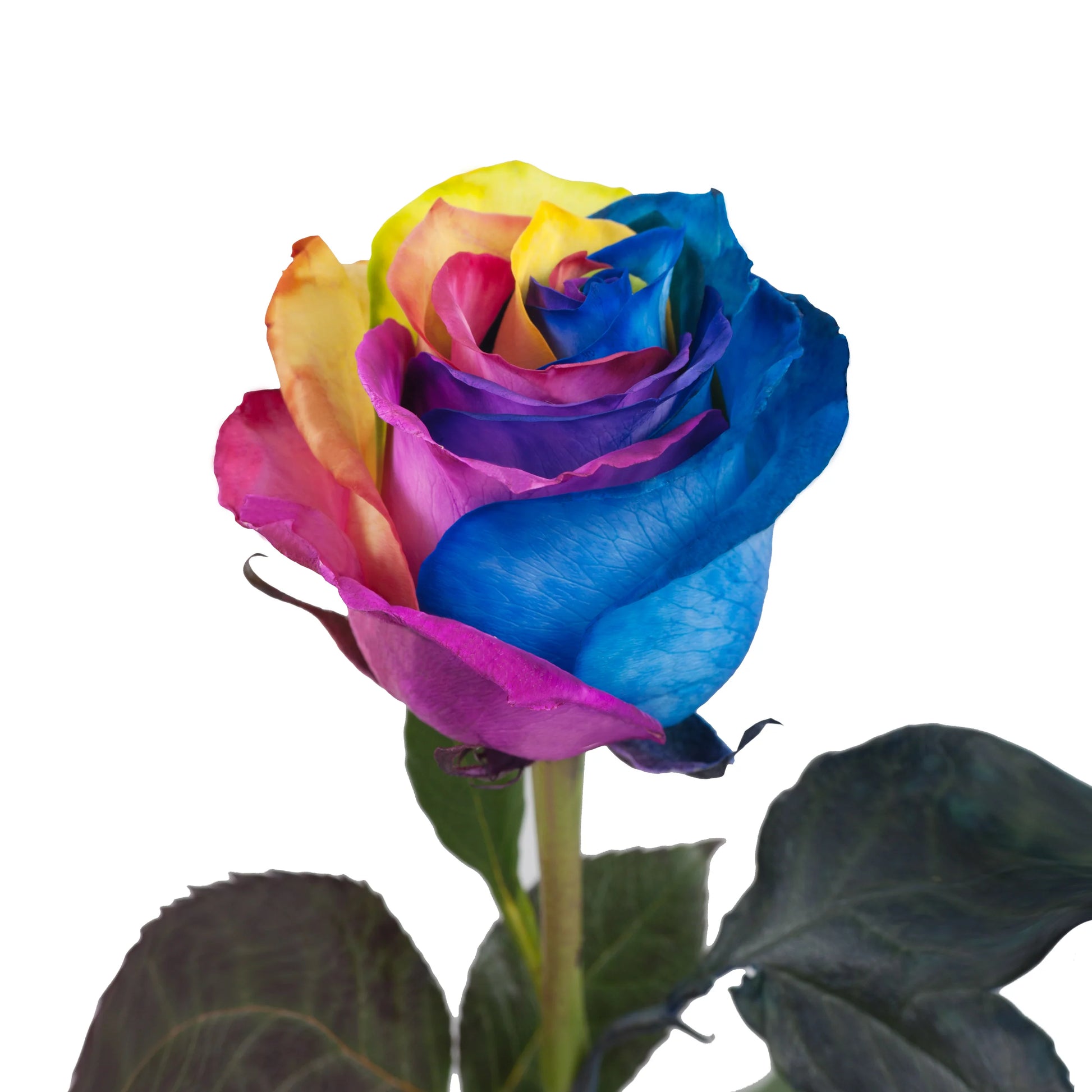Multi-Color Rose Seeds: Ideal for Stunning Planting Displays