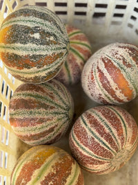 Brown Muskmelon Seeds for Planting