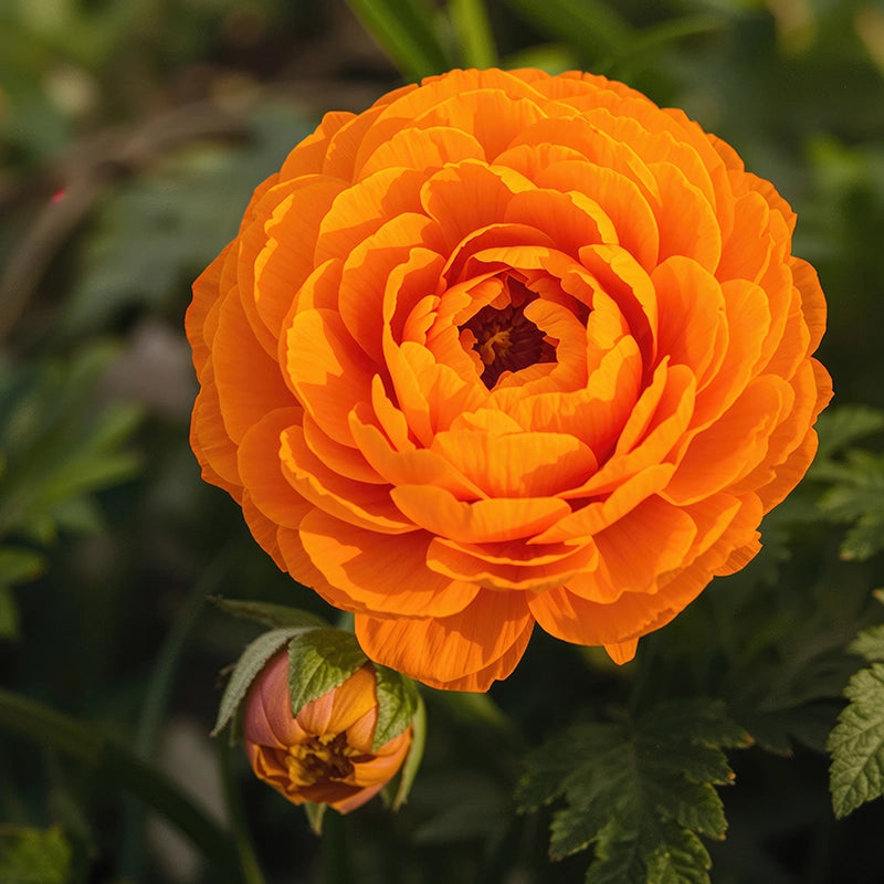 Yellow Red Ranunculus Flower seeds for Planting - Perfect for Borders, Heirloom & GMO Free Seeds for Home Garden