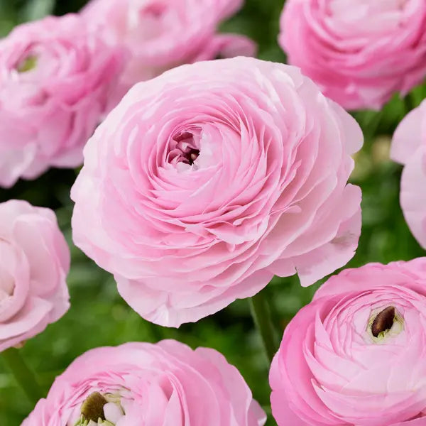 Light Pink Ranunculus Flower seeds for Planting - Pollinator Friendly, Heirloom & GMO Free Seeds for Home Garden