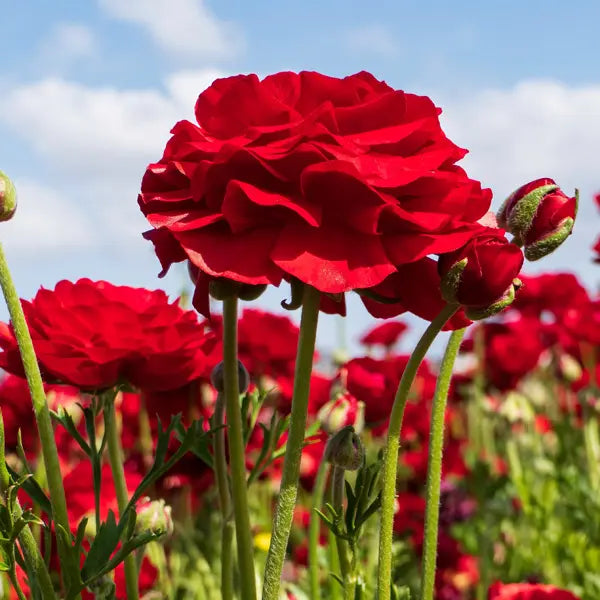 Red Ranunculus Asiaticus Flower Seeds Pollinator Friendly Heirloom & GMO Free Seeds for Home Garden
 
 Sale