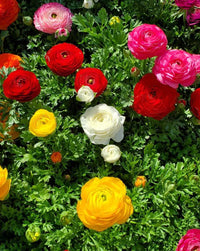 Ranunculus Flower seeds for Planting Long Bloom Season Heirloom & GMO Free Seeds for Home Garden