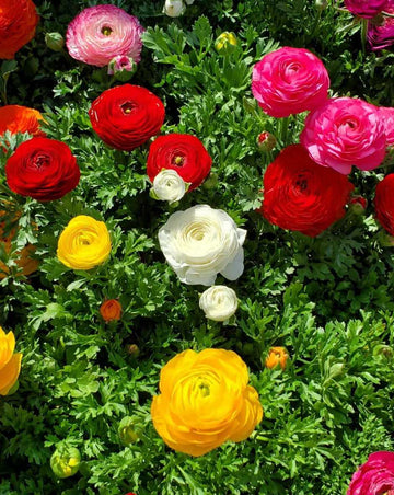 Ranunculus Asiaticus Flower Seeds for Rich, Layered Garden Blooms