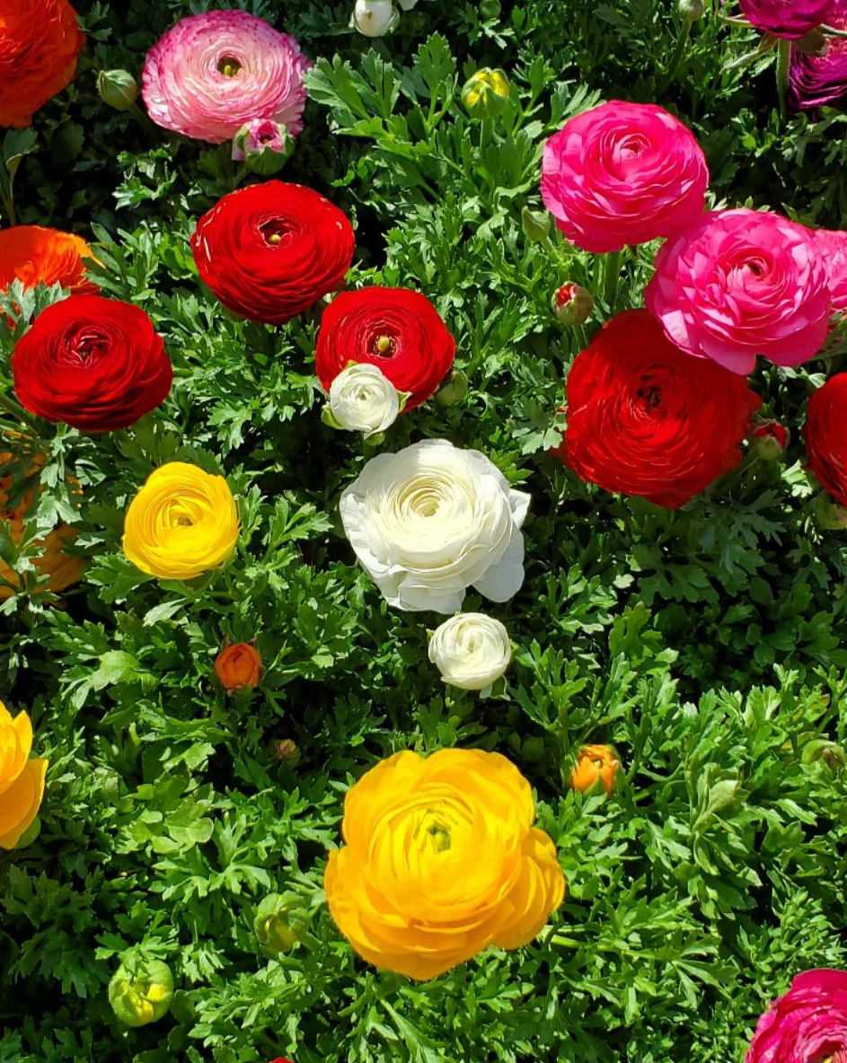 Ranunculus Flower seeds for Planting Premium Quality Heirloom & GMO Free Seeds for Home Garden