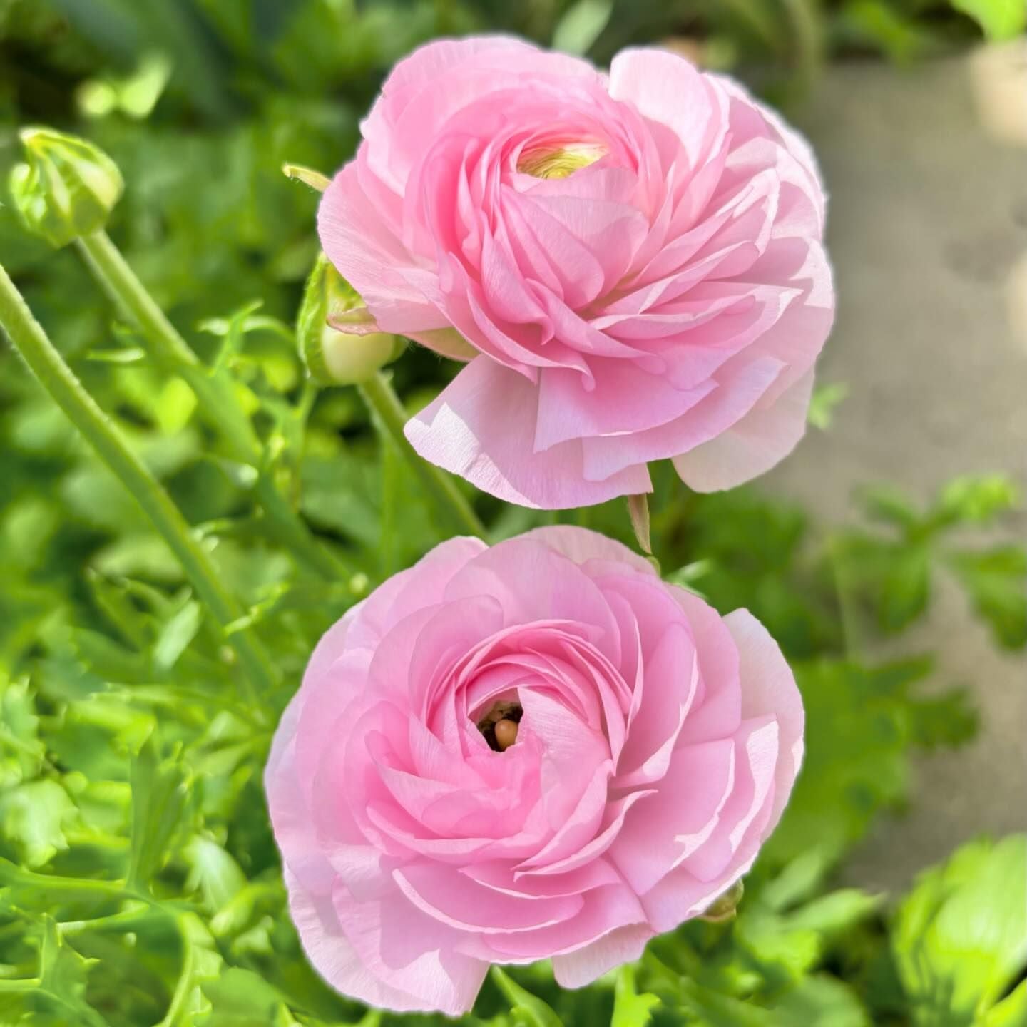 Ranunculus Asiaticus Flower Seeds for Rich, Layered Garden Blooms