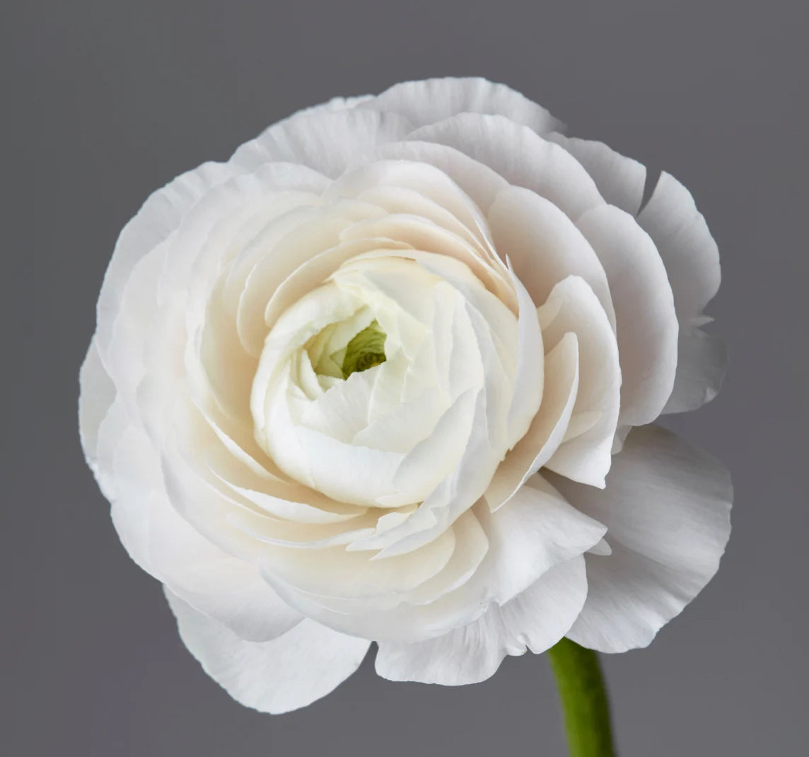 Ranunculus Asiaticus Flower seeds for Planting Vibrant Colors Heirloom & GMO Free Seeds for Home Garden 
 
 Sale