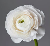 Ranunculus Asiaticus Flower seeds for Planting Vibrant Colors Heirloom & GMO Free Seeds for Home Garden 
 
 Sale