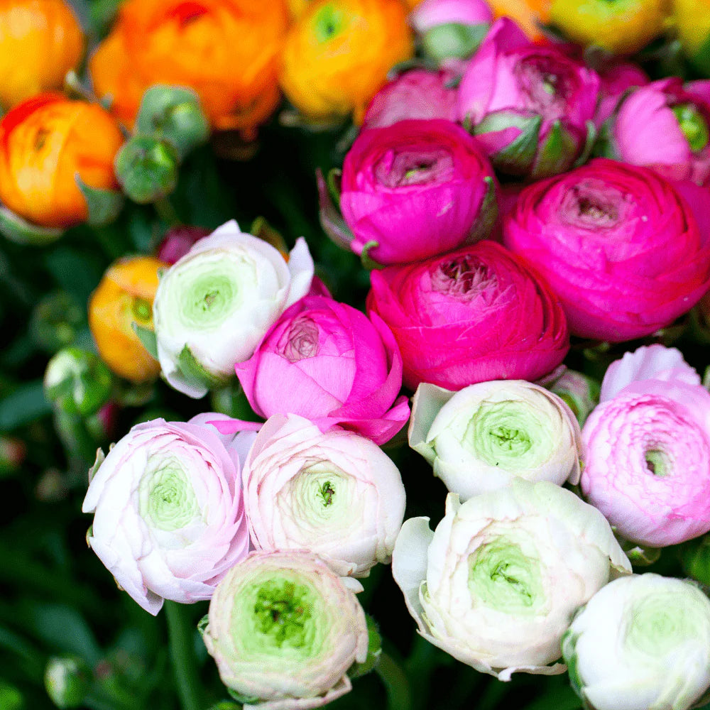 Mixed Ranunculus Flower Seeds Sun Loving Heirloom & GMO Free Seeds for Home Garden
 
 Sale