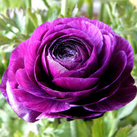 Violet Ranunculus Flower seeds for Planting - Shade Tolerant, Heirloom & GMO Free Seeds for Home Garden