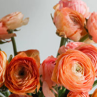 Orange Ranunculus Flower Seeds – Perfect for Borders Heirloom & NonGMO Seeds for Home Garden
 
 Sale
