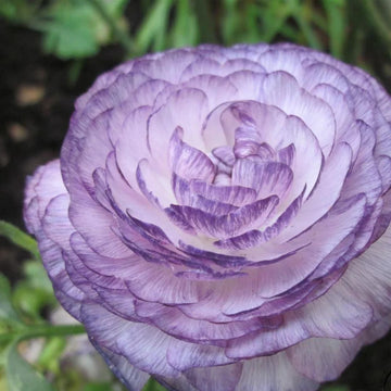 White Purple Ranunculus Flower seeds for Planting - Cut Flower Favorite, Heirloom & GMO Free Seeds for Home Garden