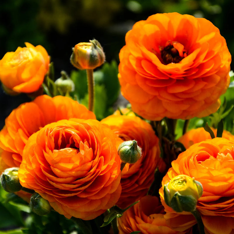 Red-Yellow Ranunculus Flower seeds for Planting - Sun Loving, Heirloom & GMO Free Seeds for Home Garden