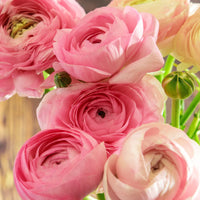 Pale Pink Ranunculus Flower Seeds for Planting Premium Quality Heirloom & GMO Free Seeds for Home Garden
 
 Sale