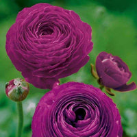 Purple Ranunculus Flower seeds for Planting Low Maintenance Heirloom & GMO Free Seeds for Home Garden