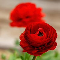 Red Ranunculus Asiaticus Flower Seeds Pollinator Friendly Heirloom & GMO Free Seeds for Home Garden
 
 Sale