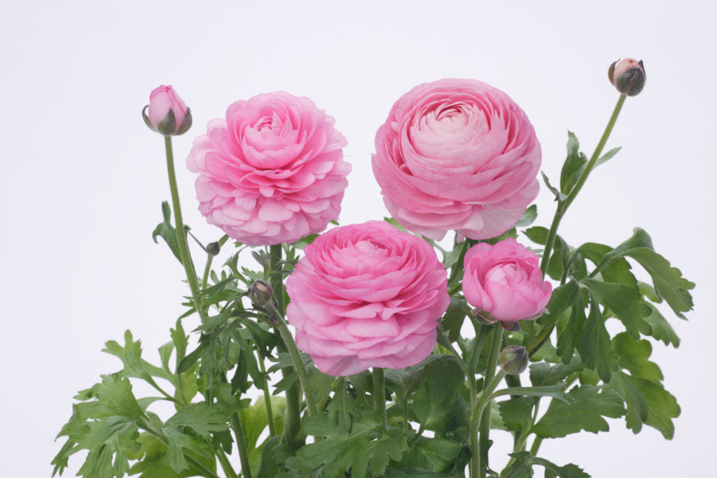 Light Pink Ranunculus Seeds Flower seeds for Planting Hardy Variety Heirloom & GMO Free Seeds for Home Garden
