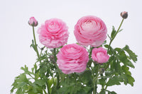 Light Pink Ranunculus Seeds Flower seeds for Planting Hardy Variety Heirloom & GMO Free Seeds for Home Garden