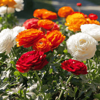 Red-Yellow Ranunculus Flower seeds for Planting - Sun Loving, Heirloom & GMO Free Seeds for Home Garden