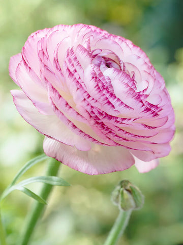 Pink White Ranunculus Flower seeds for Planting - Garden Favorite, Heirloom & GMO Free Seeds for Home Garden