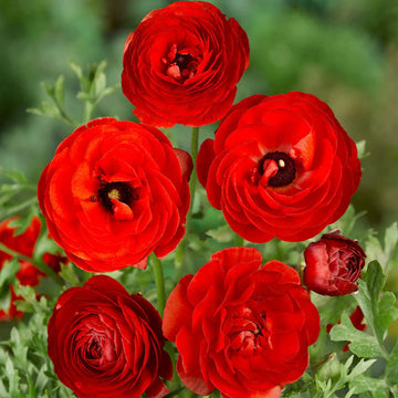 Deep Red Ranunculus Flower seeds for Planting - Seasonal Bloomer, Heirloom & GMO Free Seeds for Home Garden