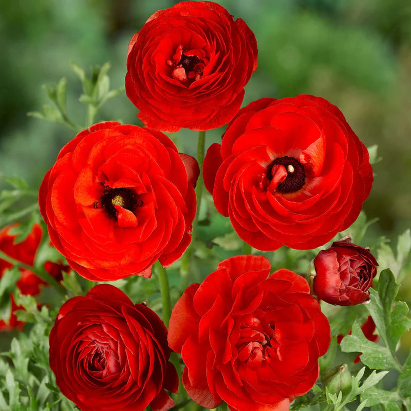 Red Ranunculus Flower seeds for Planting - Compact Growth, Heirloom & GMO Free Seeds for Home Garden
