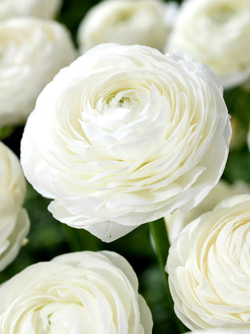 White Ranunculus Flower Seeds for Planting Premium Quality Heirloom & GMO Free Seeds for Home Garden
 
 Sale