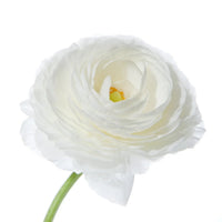 White Ranunculus Flower Seeds for Planting Premium Quality Heirloom & GMO Free Seeds for Home Garden
 
 Sale