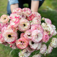 White Pink Ranunculus Flower Seeds – Pollinator Friendly Heirloom & NonGMO for Home Garden
 
 Sale