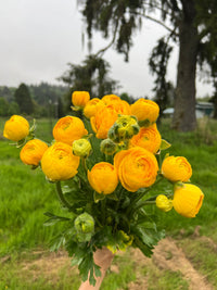 Yellow Ranunculus Flower Seeds for Garden Cottage Garden Essential Heirloom & GMO Free Seeds for Home Garden
 
 Sale