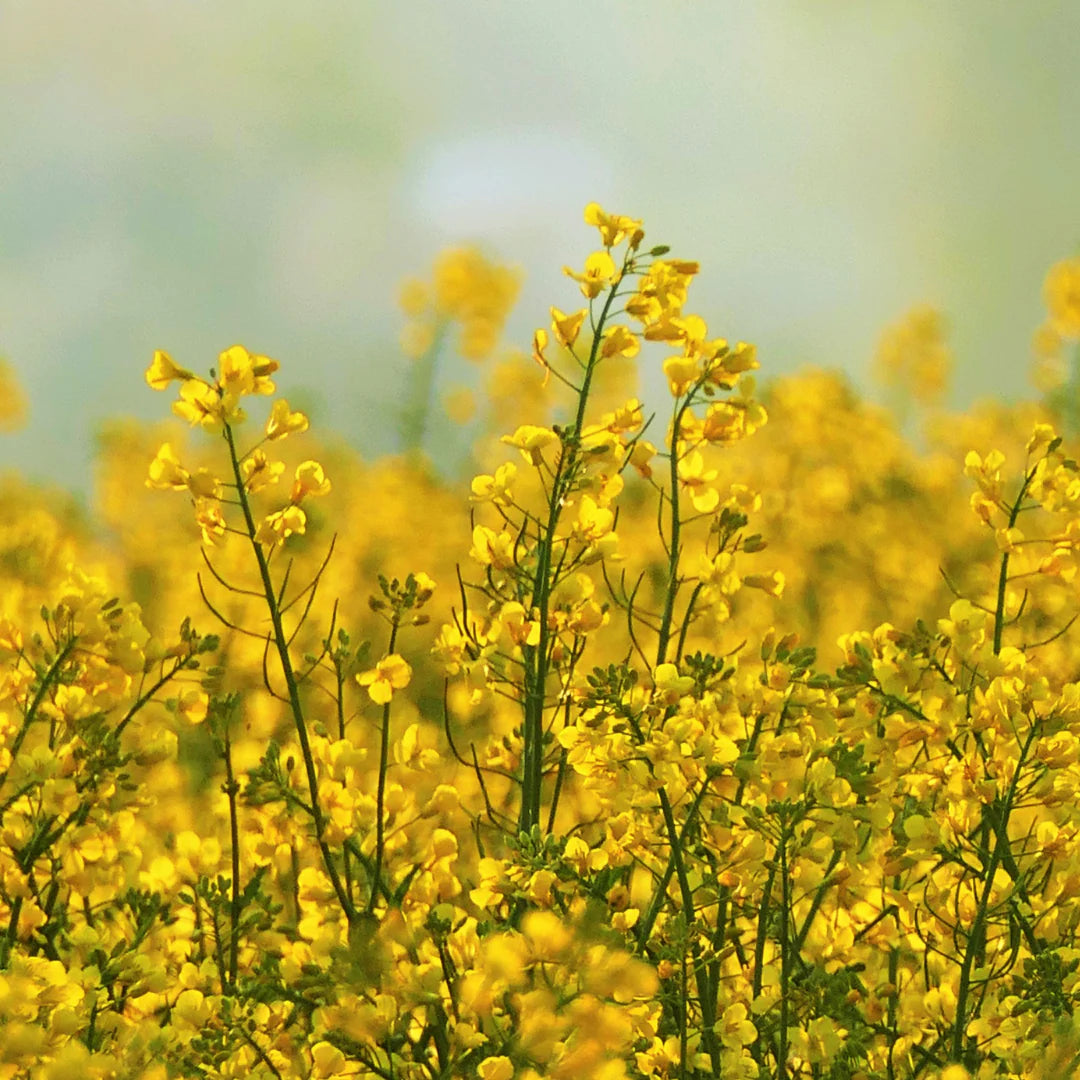 Light Yellow Brassica Oleracea Flower Seeds for Planting Sun Loving Heirloom & GMO Free Seeds for Home Garden
 
 Sale