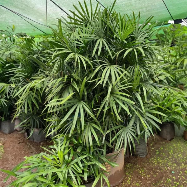 Rhapis Flower seeds for Planting Premium Quality Heirloom & GMO Free Seeds for Home Garden