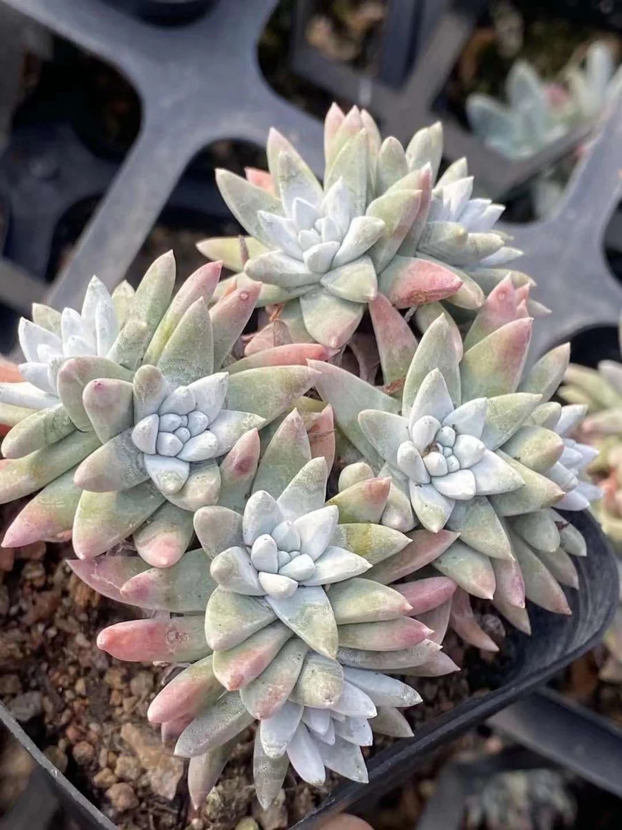 Dudleya Flower Seeds for Planting - Unique Succulent Garden Seeds