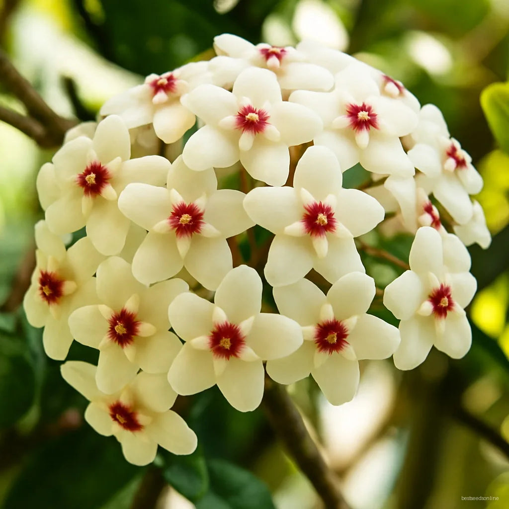 Peach Hoya Flower Seeds – Cut Flower Favorite Heirloom & NonGMO Seeds for Planting Home Garden
 
 Sale