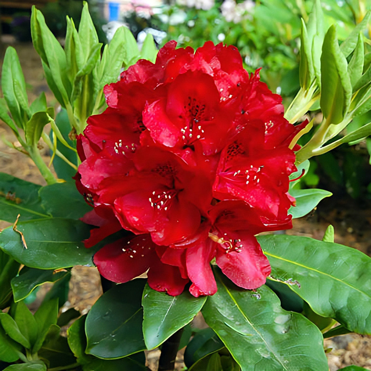 Red Rhododendron Flower seeds for Planting - Perfect for Borders, Heirloom & GMO Free Seeds for Home Garden